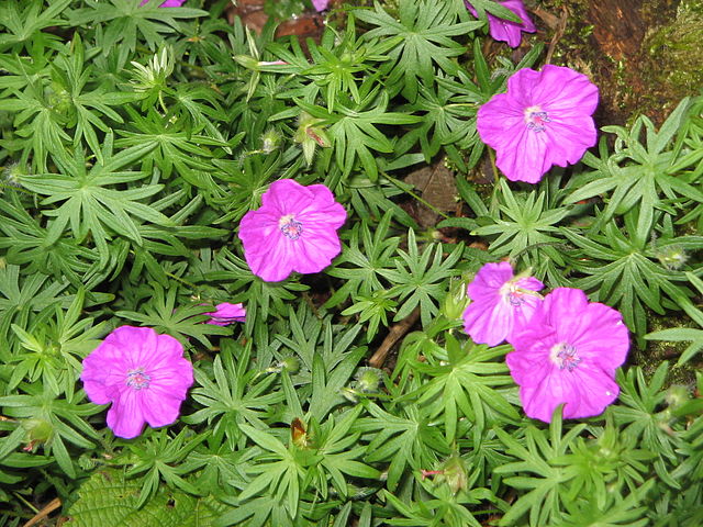 Geranium sanguineum